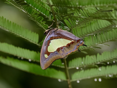 Polyura athamas