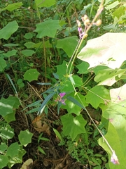 Desmodium cordistipulum