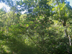 Calliandra houstoniana