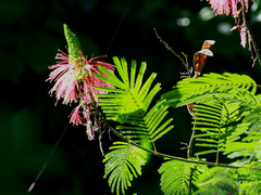 Calliandra houstoniana