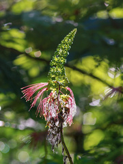 Calliandra houstoniana