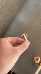 Conocybe apala