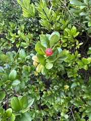 Myrcianthes fragrans