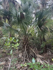 Sabal palmetto