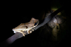 Osteocephalus yasuni