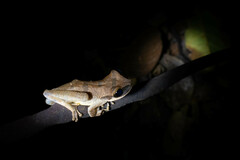 Osteocephalus yasuni