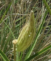 Asclepias brachystephana