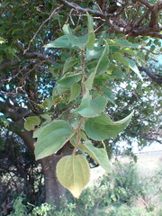 Celtis africana