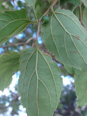 Celtis africana
