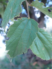 Celtis africana