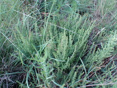 Pollichia campestris