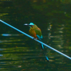 Eumomota superciliosa