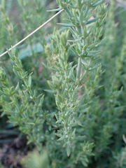 Pollichia campestris