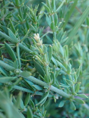 Pollichia campestris