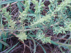 Pollichia campestris