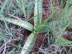 Ledebouria luteola