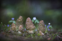 Morchella snyderi
