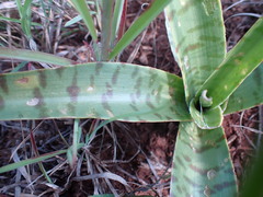 Ledebouria luteola