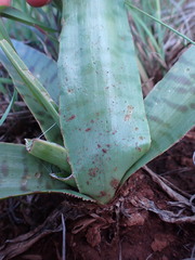 Ledebouria luteola