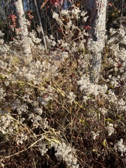 Eupatorium altissimum