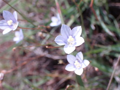 Wahlenbergia