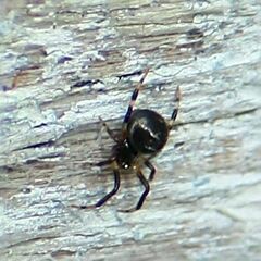 Parasteatoda
