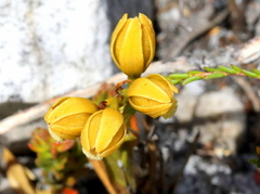 Eulophia ustulata