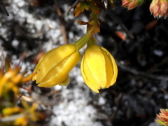 Eulophia ustulata