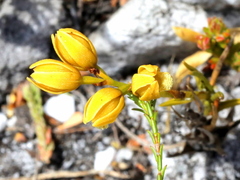 Eulophia ustulata