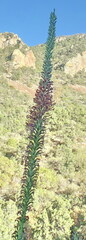 Agave lechuguilla