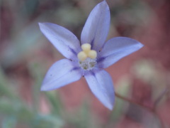 Wahlenbergia