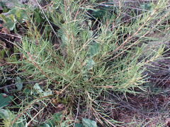 Geigeria burkei