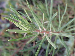 Geigeria burkei