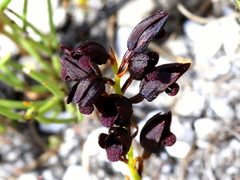 Eulophia ustulata