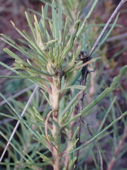 Geigeria burkei