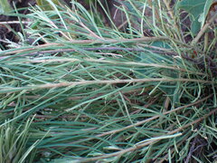 Geigeria burkei