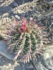 Ferocactus recurvus
