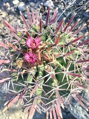 Ferocactus recurvus