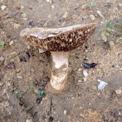 Agaricus devoniensis