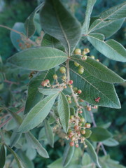 Searsia pyroides