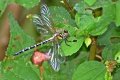 Microgomphus torquatus