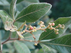 Searsia pyroides