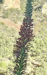 Agave lechuguilla