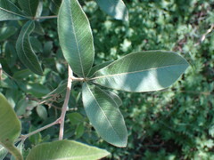 Searsia pyroides