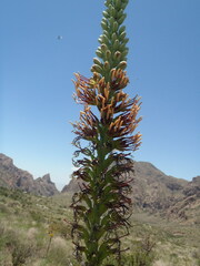 Agave lechuguilla