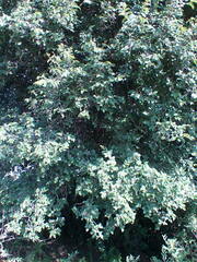 Celtis africana