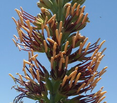 Agave lechuguilla