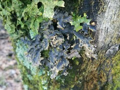 Pseudocyphellaria
