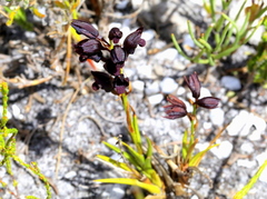 Eulophia ustulata