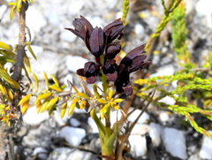 Eulophia ustulata